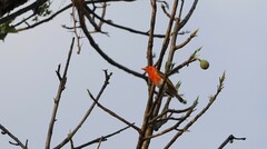 Anaplectes rubriceps