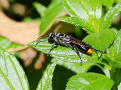 Sphex mimulus