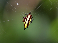 Gasteracantha fornicata