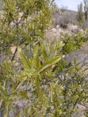 Spinoliva ilicifolia