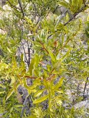Spinoliva ilicifolia