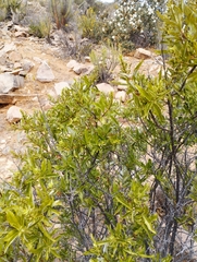 Spinoliva ilicifolia
