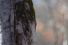 Frullania eboracensis