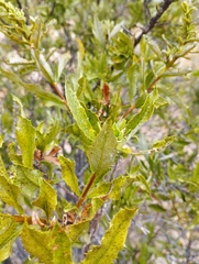 Spinoliva ilicifolia