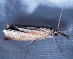 Neodactria luteolellus