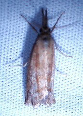 Neodactria luteolellus