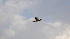 Bycanistes bucinator