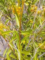 Flourensia thurifera