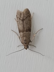 Ephestia parasitella