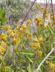 Flourensia thurifera