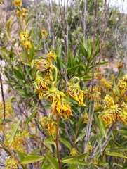 Flourensia thurifera