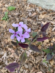 Hesperis matronalis