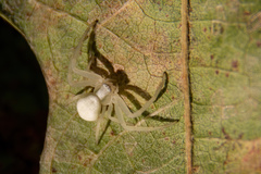Misumena vatia