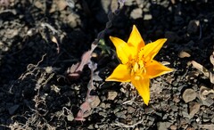 Alstroemeria patagonica