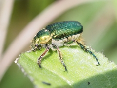 Diphucephala
