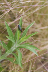 Chauliognathus lugubris