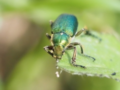 Diphucephala