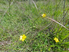 Ranunculus lappaceus
