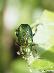 Diphucephala