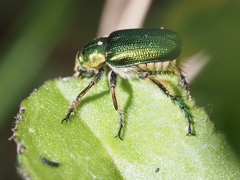 Diphucephala