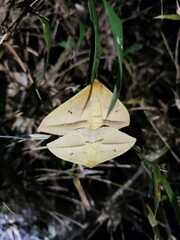 Adetomeris microphthalma