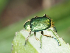 Diphucephala