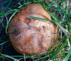 Suillus pseudobrevipes