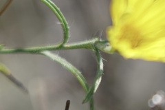 Croptilon hookerianum