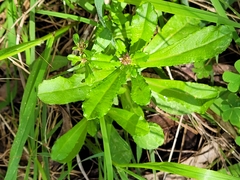 Diphucephala