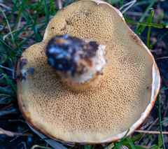 Suillus pseudobrevipes