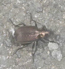 Calosoma alternans