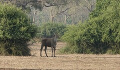 Tragelaphus oryx oryx
