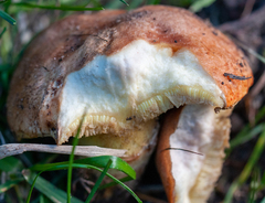 Suillus pseudobrevipes