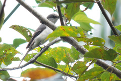 Pericrocotus cantonensis