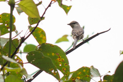 Pericrocotus cantonensis