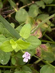Clinopodium brownei