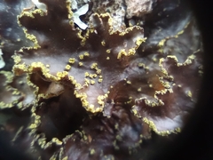 Pseudocyphellaria holarctica