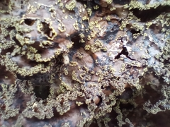 Pseudocyphellaria holarctica