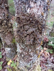 Pseudocyphellaria holarctica
