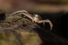 Misumena vatia
