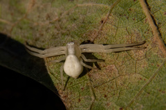Misumena vatia