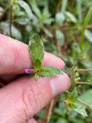 Cuphea carthagenensis