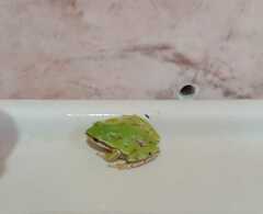 Hyla eximia