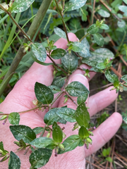 Cuphea carthagenensis