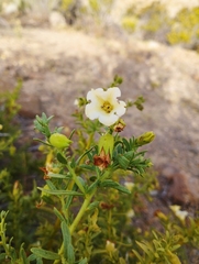 Lycium bridgesii