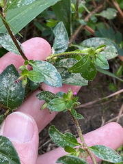 Cuphea carthagenensis