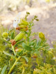 Lycium bridgesii