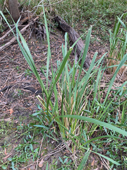 Zizaniopsis miliacea