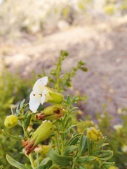 Lycium bridgesii