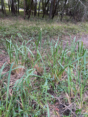 Zizaniopsis miliacea